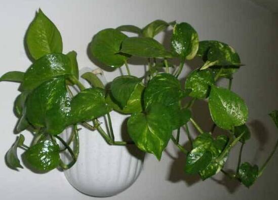 綠蘿好養(yǎng)嗎，綠蘿的養(yǎng)殖方法和注意事項