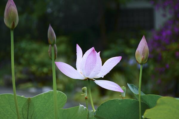 家庭荷花的養(yǎng)殖方法，以下5點(diǎn)必須牢記