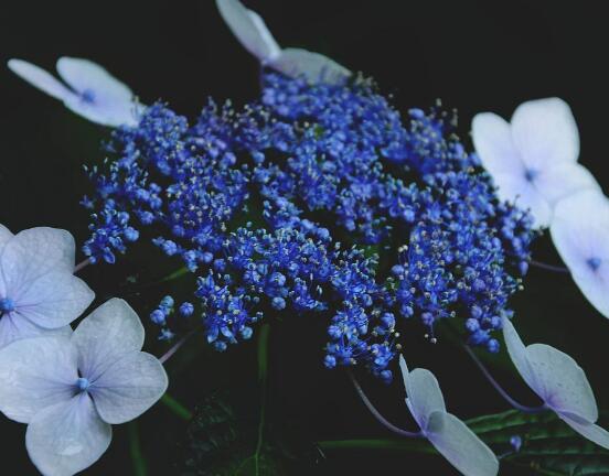 繡球花幾月扦插，二月萌芽扦插最佳