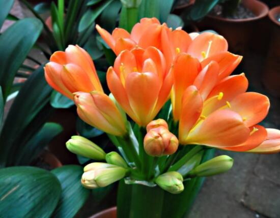 君子蘭開花前怎么養(yǎng)護(hù)，只需要做好四個要點即可(花大色艷)