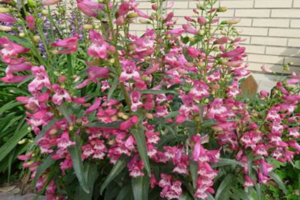 釣鐘柳怎么養(yǎng)殖，不能使用酸性土壤進行養(yǎng)護