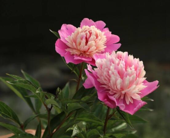 芍藥花能美容嗎，能/美容養(yǎng)顏、舒緩心情