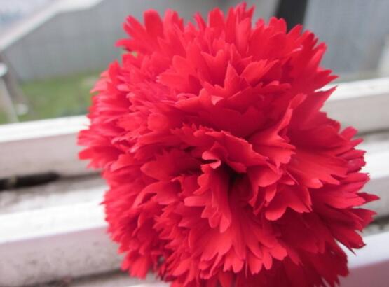 好看的康乃馨的圖片欣賞，祝母親永遠健康長壽、福如東海