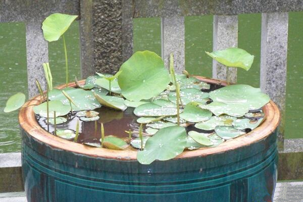 盆栽荷花施什么肥，施肥以磷鉀肥為主