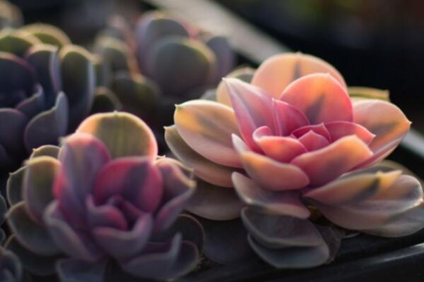 寶石花為什么非常耐旱，因為它的葉子能夠蓄水