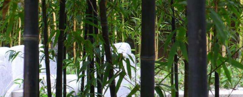 實(shí)心竹子有幾種