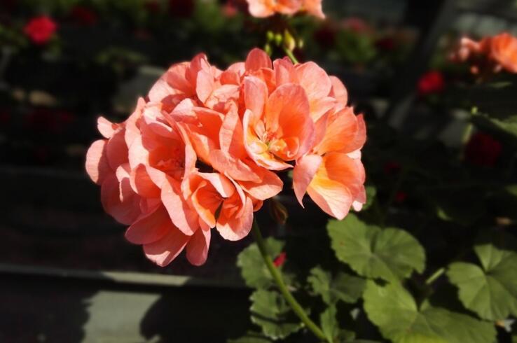 天竺葵的扦插方法，合理的選擇插條最重要