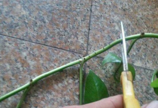 綠蘿怎么修剪，綠蘿太長了修剪圖解