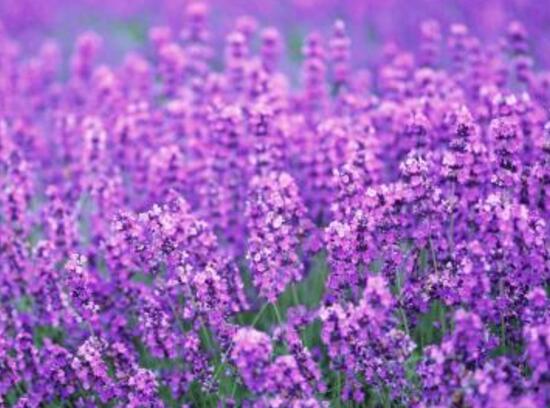 薰衣草有毒嗎，薰衣草可以放在臥室嗎/無毒放心養(yǎng)殖