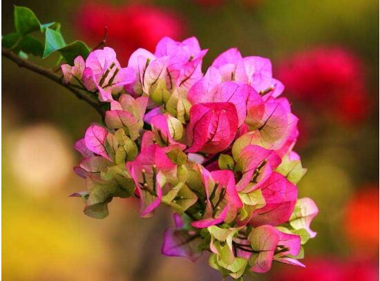 三角梅是哪個市的市花，三角梅花語是什么