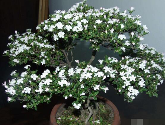 六月雪什么時(shí)候開花，六月雪在5-7月開花