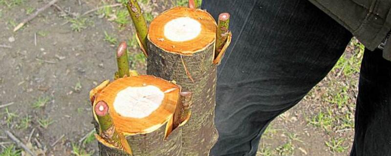 樹(shù)接枝方法