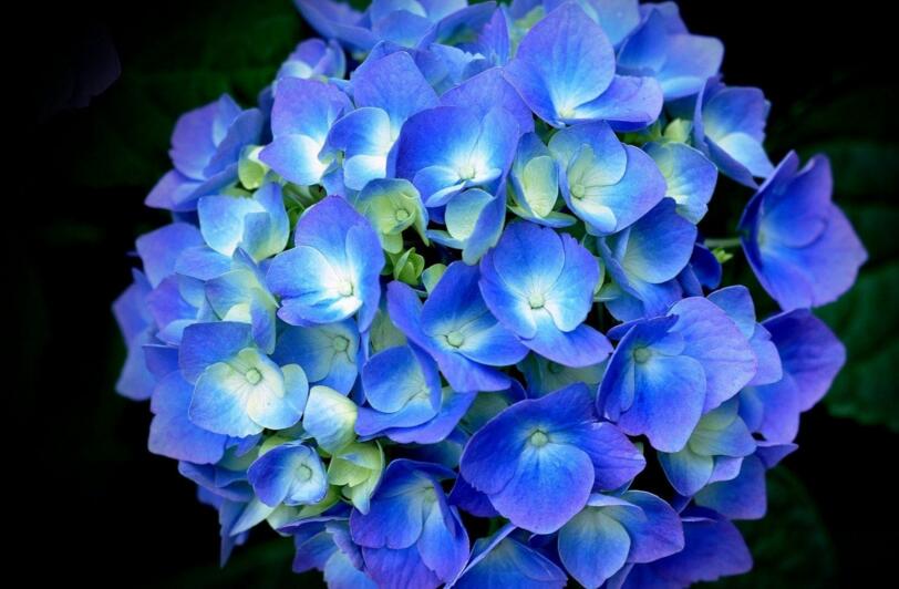 繡球花移栽注意事項(xiàng)，四個(gè)步驟保你順利移栽成功