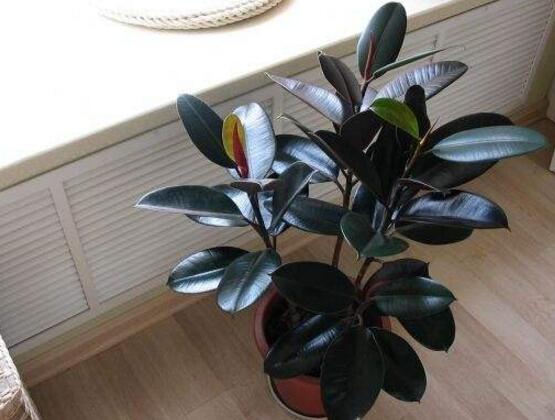 橡皮樹怎么繁殖，橡皮樹繁殖方法