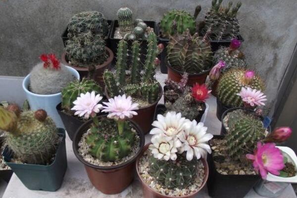 臥室放綠蘿對(duì)小孩好嗎，晚上會(huì)釋放二氧化碳（不建議放）