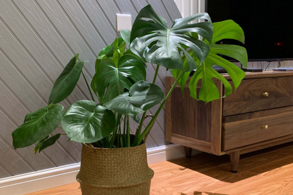 龜背竹的養(yǎng)殖方法和注意事項(xiàng)