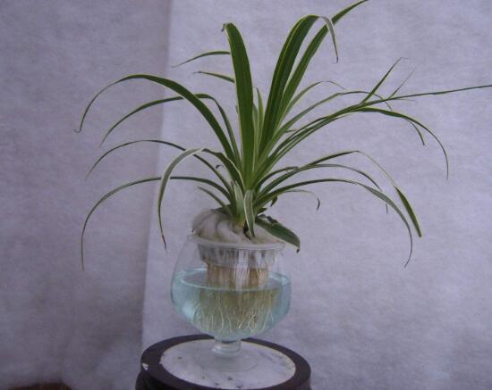 吊蘭可以水培嗎，水養(yǎng)吊蘭怎么養(yǎng)才茂盛