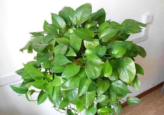 綠蘿的品種有哪些，綠蘿哪個(gè)品種好