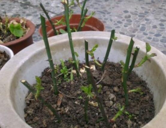 月季花如何壓條繁殖，教你六達(dá)基本步驟存活率百分百