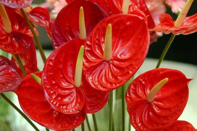 紅掌的繁殖方法和注意事項，4種繁殖方法任君選擇（不建議播種繁殖）