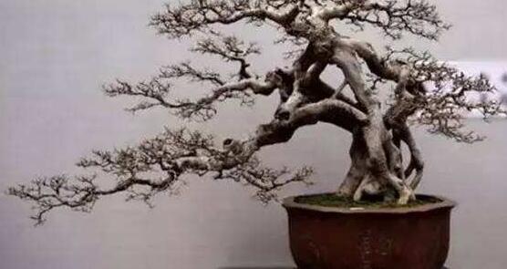 北方榕樹盆景怎么養(yǎng)，教你七種簡單易學(xué)養(yǎng)殖方法