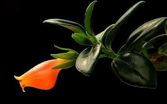 金魚吊蘭能水培嗎，可以/注意控制水量是關(guān)鍵