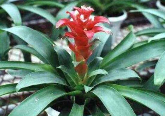 鴻運當頭什么時候開花，鴻運當頭一年開幾次花