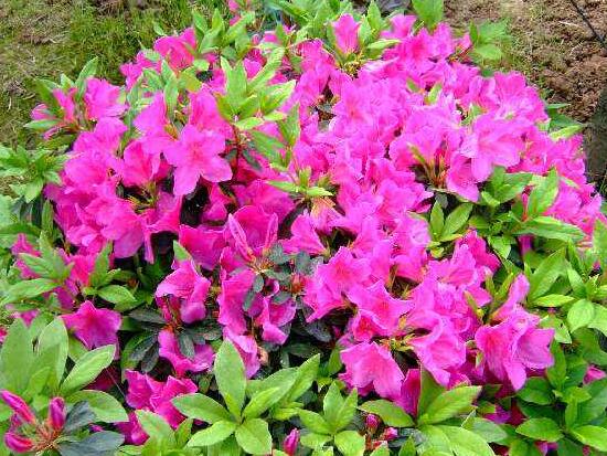 杜鵑花有哪些常見品種，杜鵑花品種圖片大全