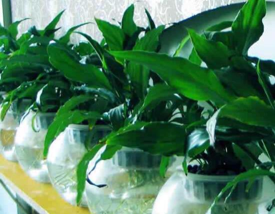 水養(yǎng)馬蹄蓮的養(yǎng)殖方法，做好五個要點水培無憂(茂盛美觀)