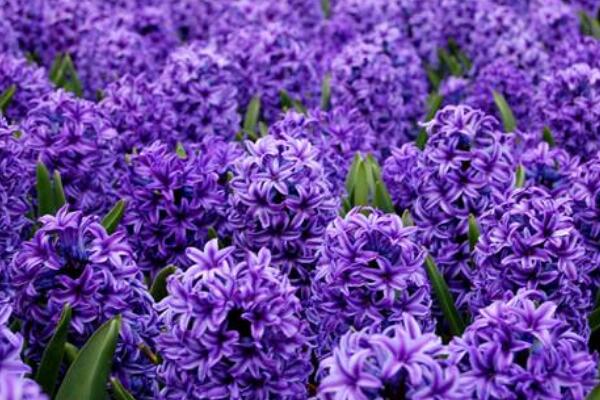 風信子代表什么含義，風信子的寓意/重生的愛