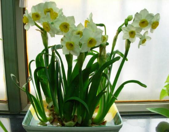 水仙花怎么施肥，水仙花施肥方法