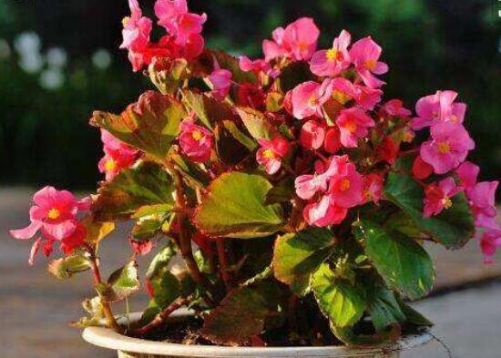 玻璃海棠花的養(yǎng)殖方法，做好五點(diǎn)基本步驟生生長(zhǎng)枝繁葉茂