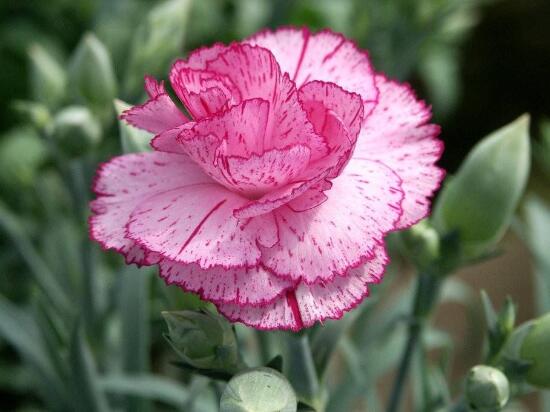 康乃馨代表什么意思，康乃馨的功效與作用