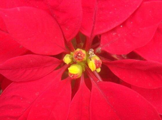 一品紅什么時(shí)候開花，一品紅在每年12月至翌年2月開花