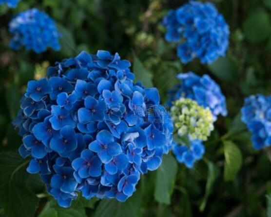 藍(lán)繡球花語是什么，代表著背叛、見異思遷(純凈)