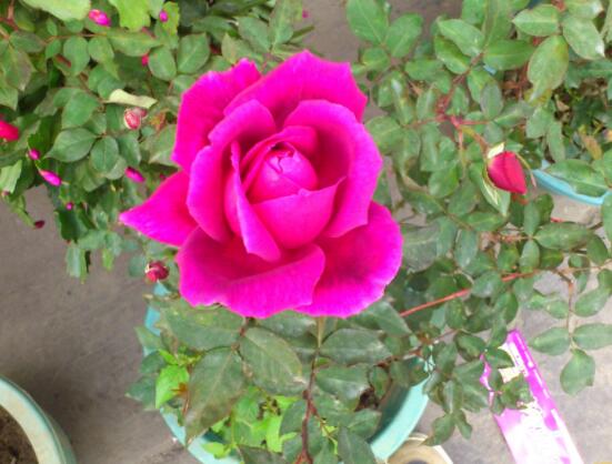 玫瑰花功能與主治：美白護(hù)膚、利尿、豐胸、抗病毒