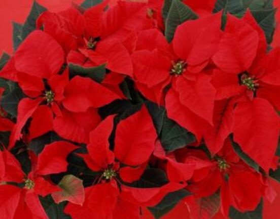 一品紅花怎么養(yǎng)， 做好七個(gè)要點(diǎn)生長(zhǎng)的郁郁蔥蔥、紅紅火火