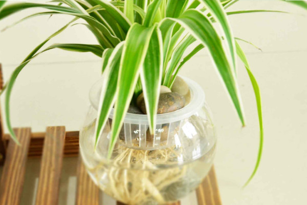 吊蘭怎樣剪枝移栽，土培和水培移栽皆可