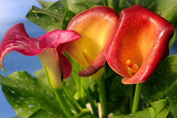 彩色馬蹄蓮為什么不能復花，品種特殊復花難度大