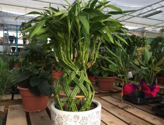 如何養(yǎng)好富貴竹，教你兩種最好養(yǎng)殖技巧(水養(yǎng)與土養(yǎng))