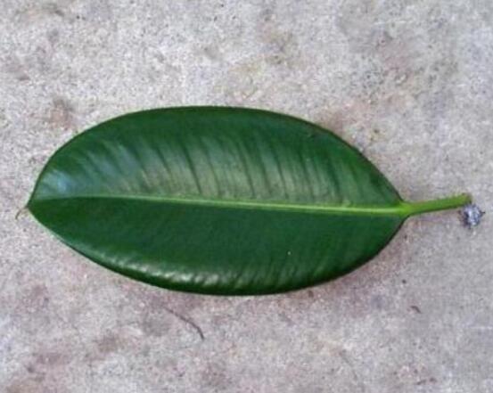 橡皮樹的葉插方法，擇基部下小嫩芽葉片/春秋季節(jié)扦插最佳