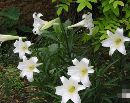 香水百合的種植方法，擇健康種球/注意消毒選擇合適盆土