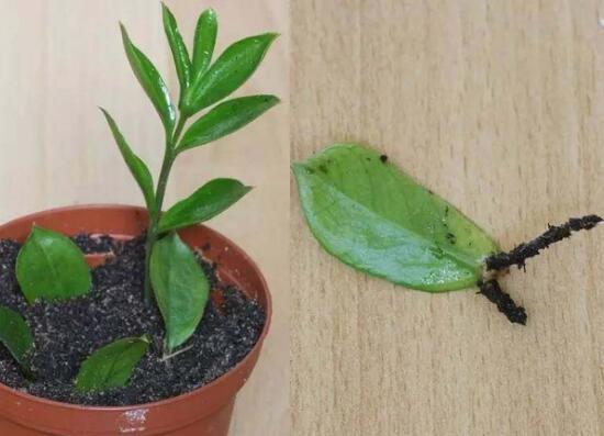 金錢樹可以水培嗎，金錢樹水培方法和注意事項