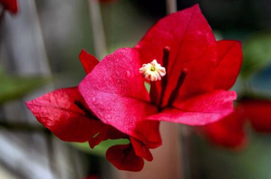 三角梅的資料，花色艷麗/美化環(huán)境、凈化空氣