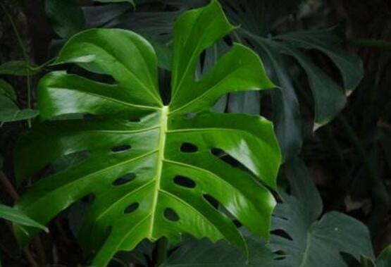 龜背竹有幾個品種，細數(shù)龜背竹六大品種