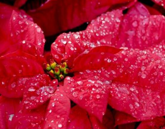 一品紅有毒嗎，一品紅可以放在室內(nèi)養(yǎng)嗎