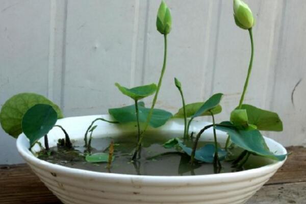 荷花怎么養(yǎng)殖，想養(yǎng)好荷花必須要做好以下5點(diǎn)