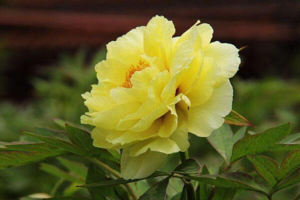 牡丹花的寓意，繁榮昌盛、吉祥富貴