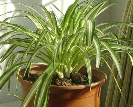 金心吊蘭怎么繁殖，扦插繁殖最為簡(jiǎn)單實(shí)用(存活率高)