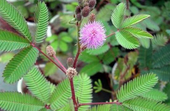 含羞草有什么寓意嗎，含羞草花語是什么